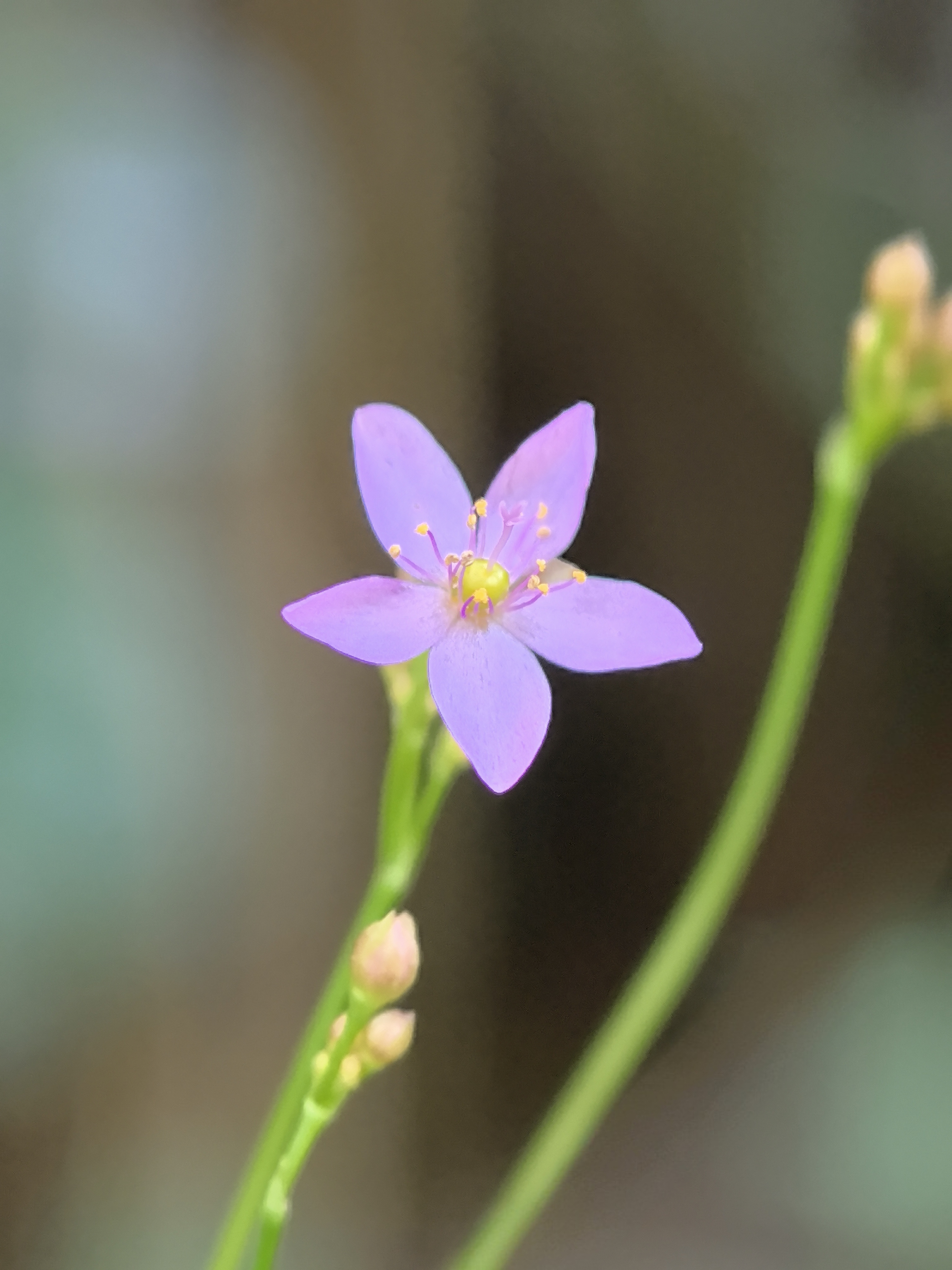 土人参的花朵小到你不会去注意它,但仔细看其实长得挺精致.