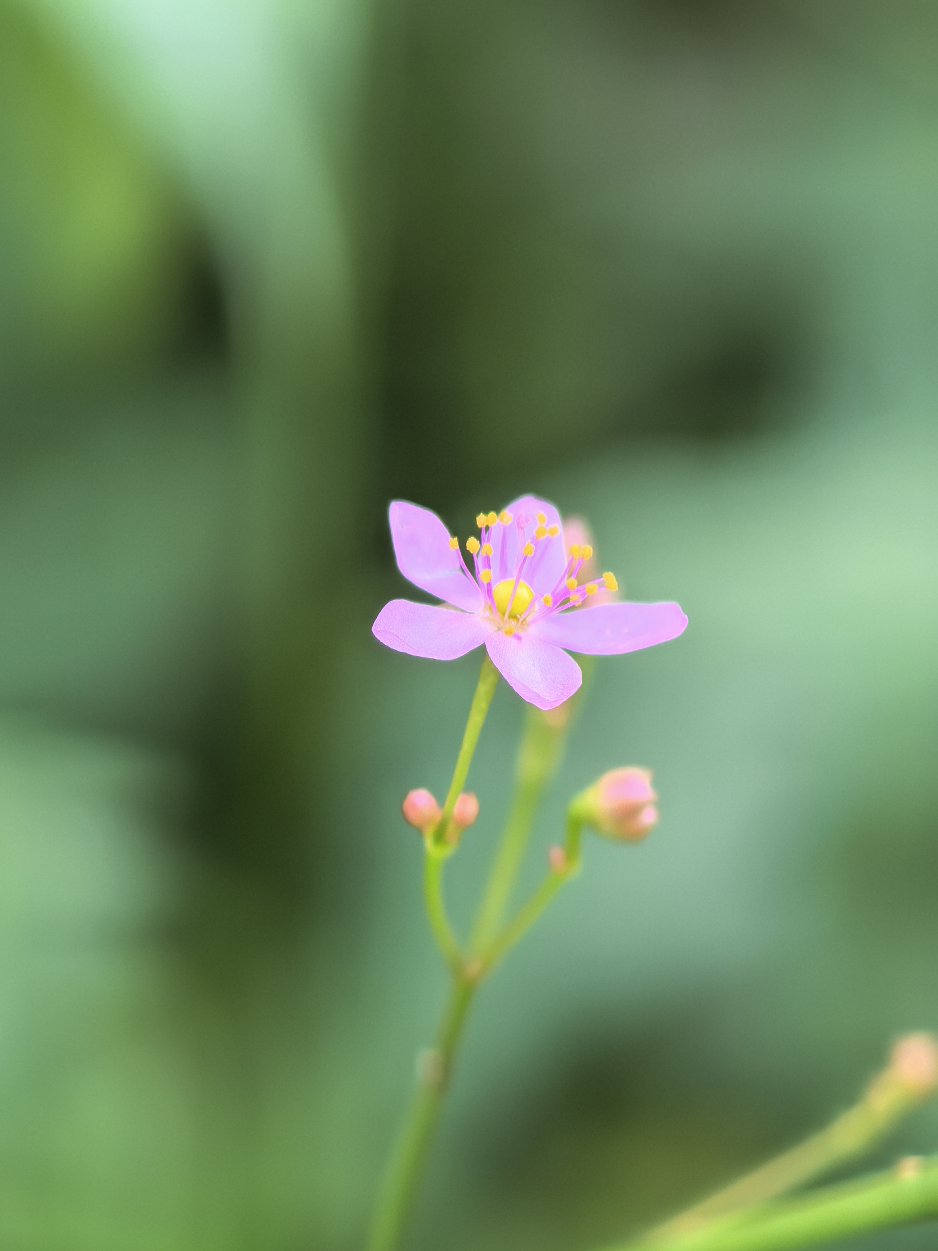 土人参的花朵小到你不会去注意它,但仔细看其实长得挺精致.