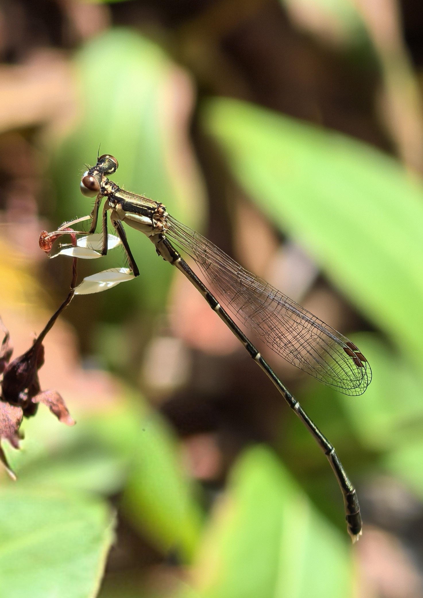 捕捉到一只小精灵,它的翅膀透明得能看见脉络,真是自然界的小奇迹呀.