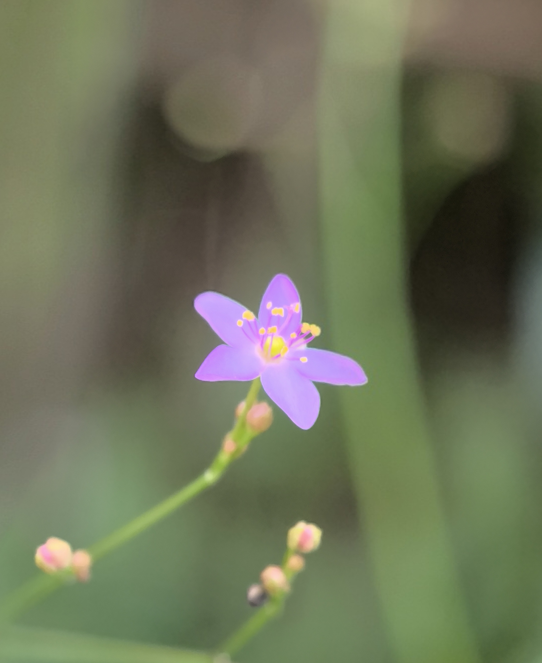 土人参的花朵小到你不会去注意它,但仔细看其实长得挺精致.