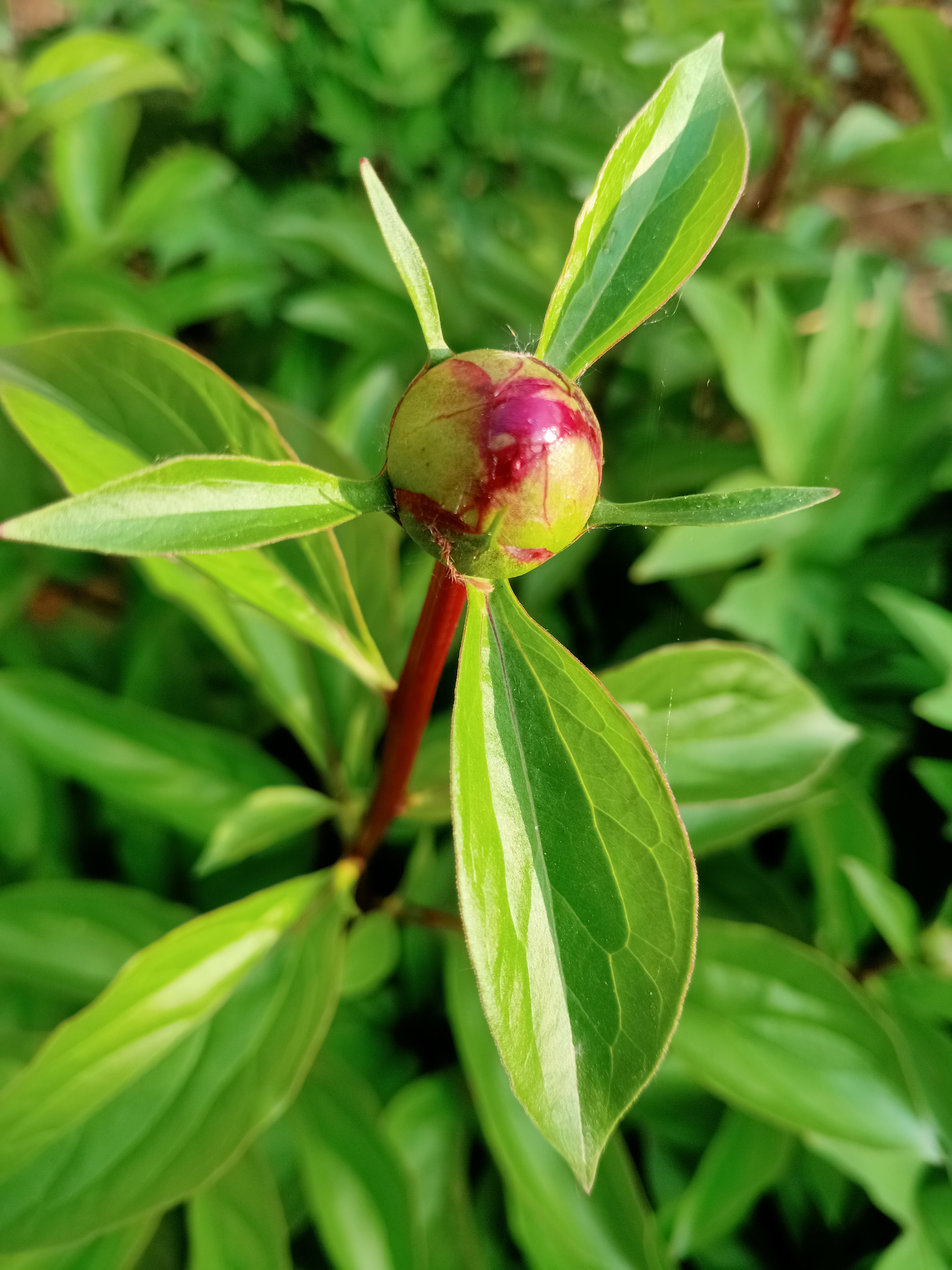 含苞待放的芍药,牡丹开败了,芍药登场,我家种了三,四个品种,有粉的,有