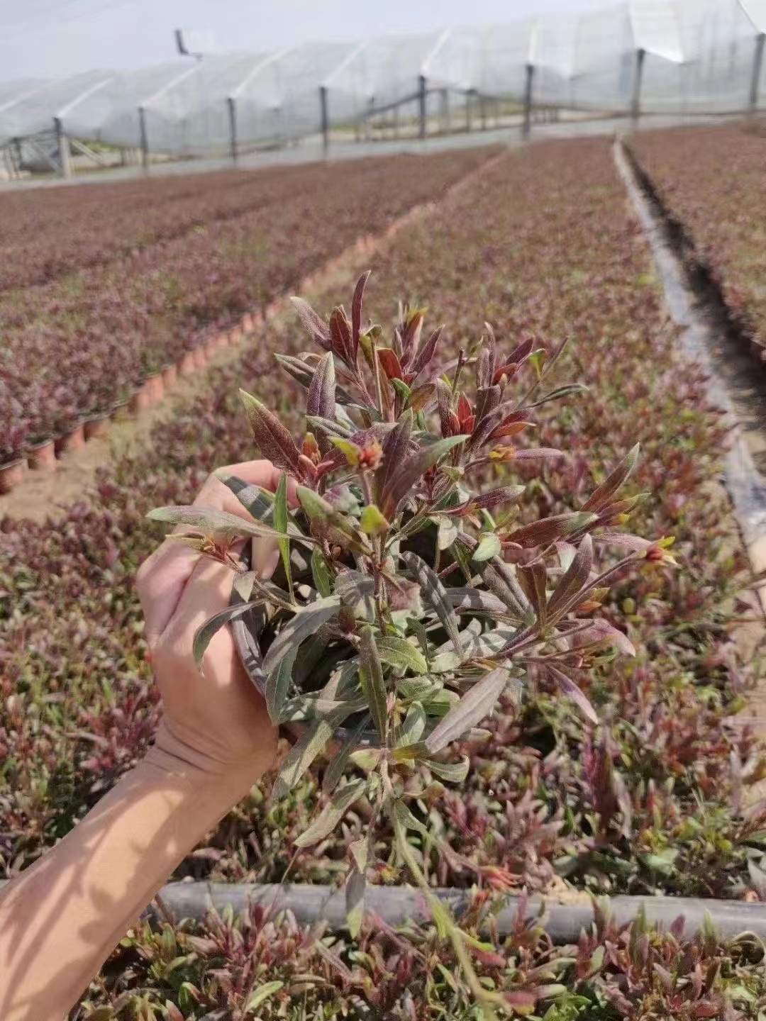 功能山桃草 冬季仙桃草图片功效与作用山桃草的图片仙桃草什么时候有?