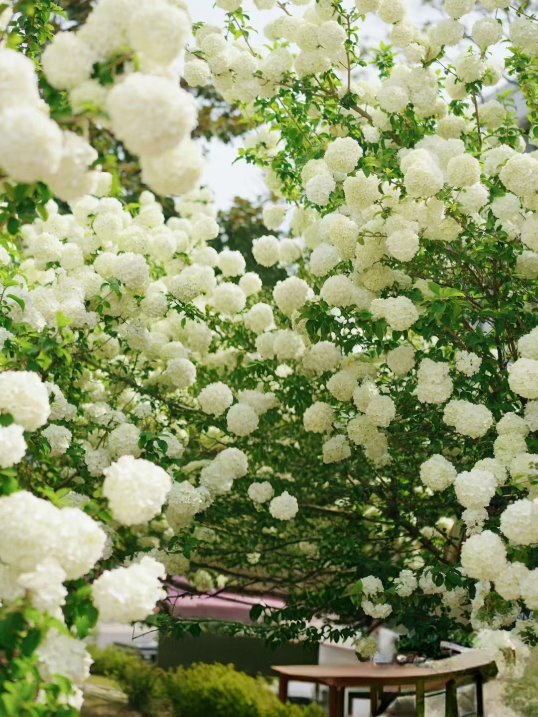 花期通常在4至5月,不同地区可能略有差异.#中华木绣球# #苗木