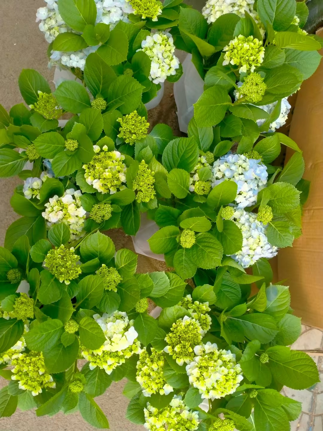 叶八仙花图片绣球花科北方能种活的绣球花绣球花药灌木绣球花图片大全