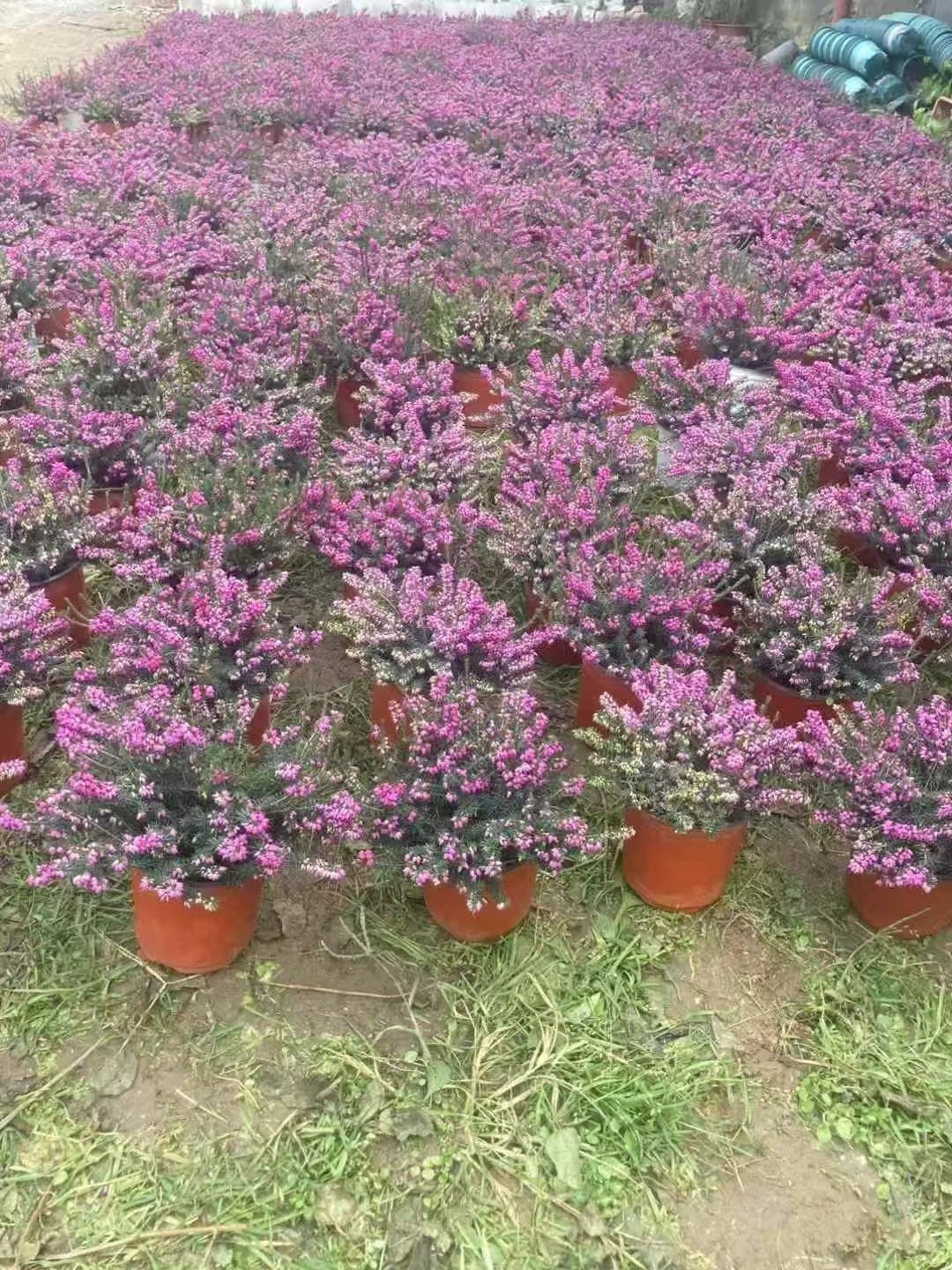 欧石楠生长习性 土壤:喜酸性,疏松,腐殖质丰富的潮湿深层土壤