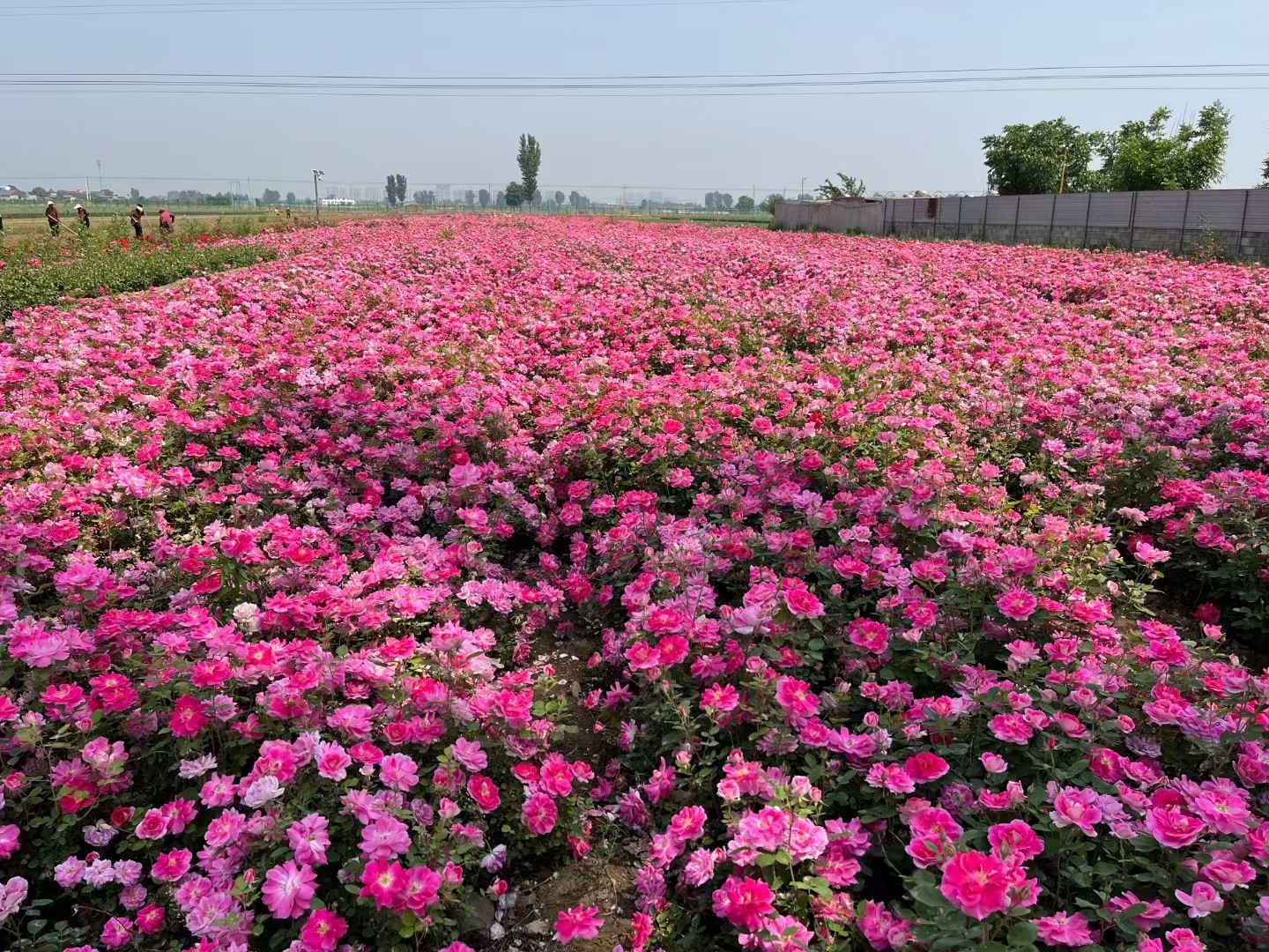 丰花月季# 在繁星点点的春夜,丰花月季悄然绽放