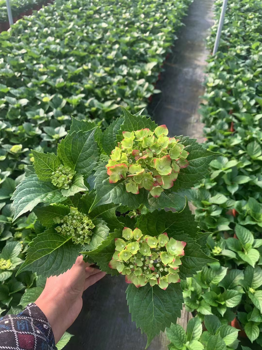 绣球,以它的柔美与坚韧,装点了这个绣球花是几个花瓣绣球烈焰彩绣球花