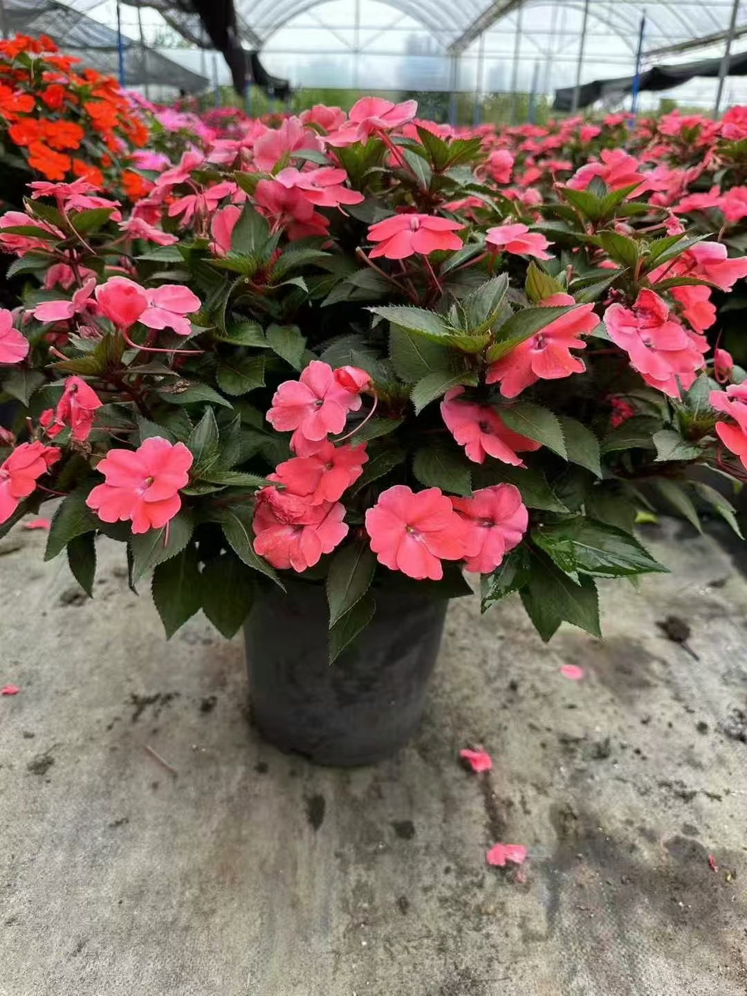 凤仙花喜阳光充足的环境,耐热而不耐寒