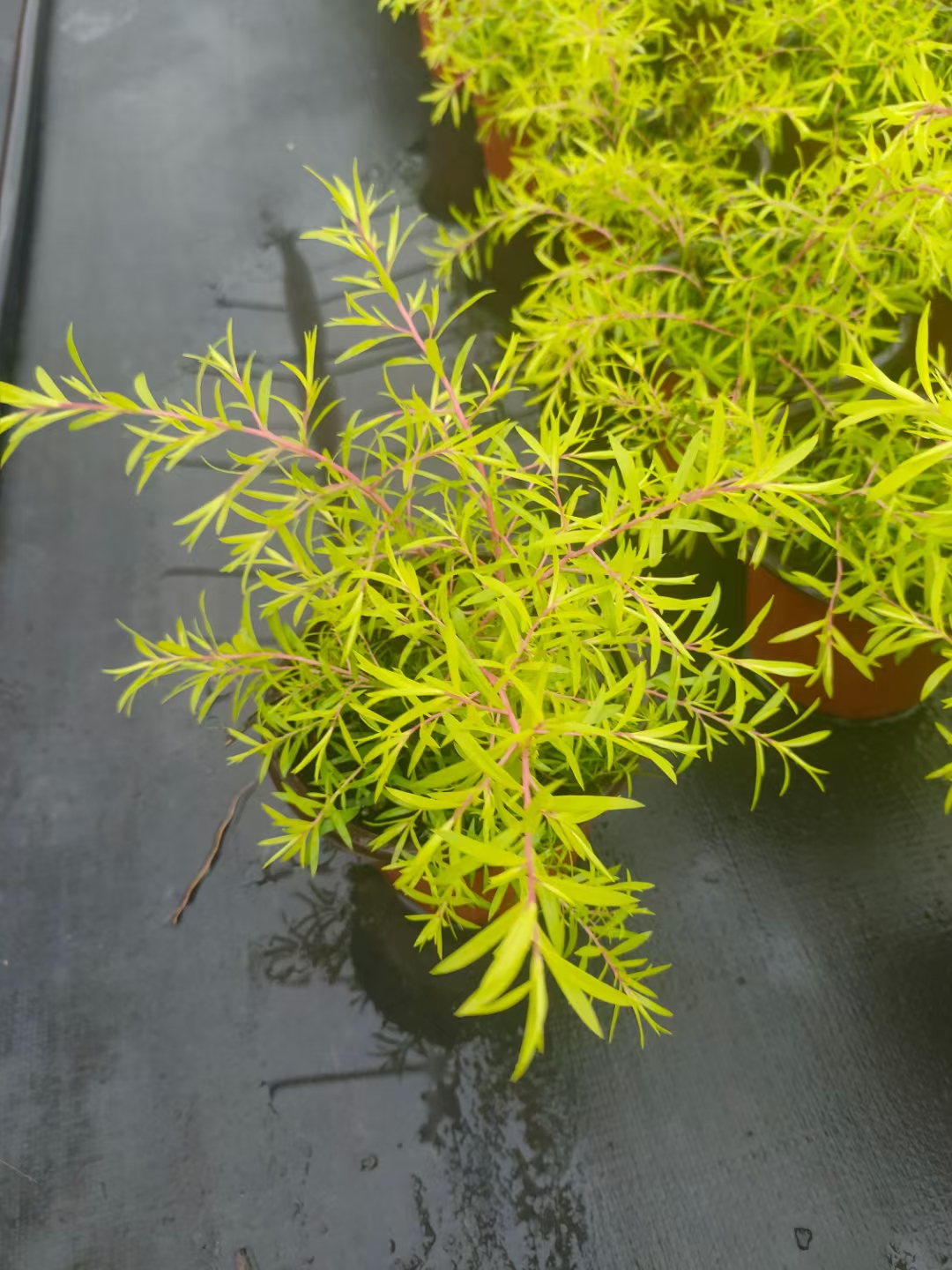叶子上面有点黄的植物黄金柳叶黄金香柳 叶黄金香柳叶子干了怎么回事