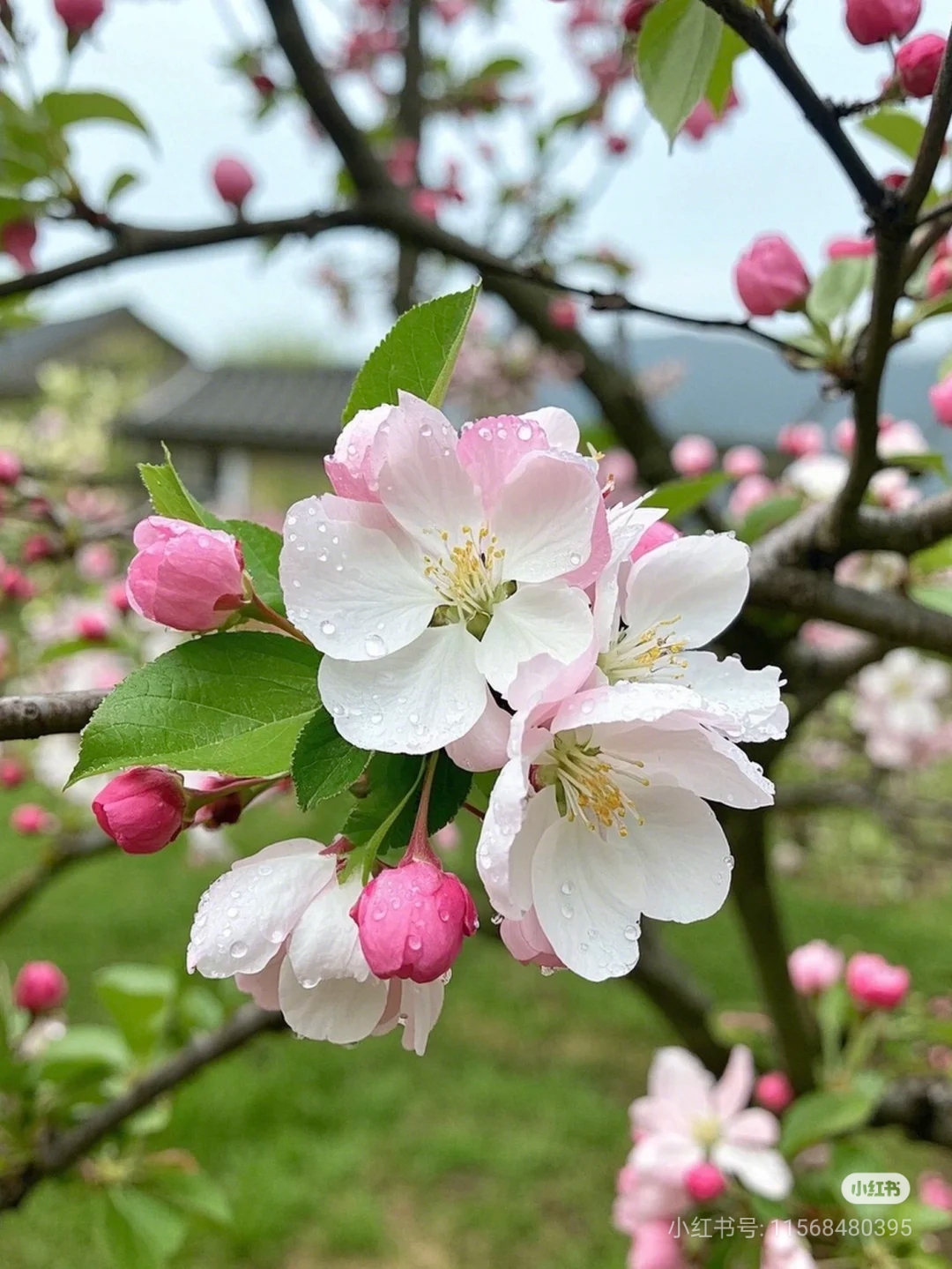 海棠花性喜阳光,不耐荫蔽,耐寒和抗干旱能力强