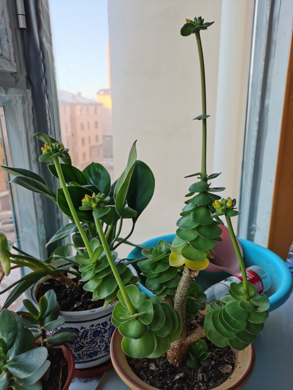 金钱木开花 持续开花,已经三个月了