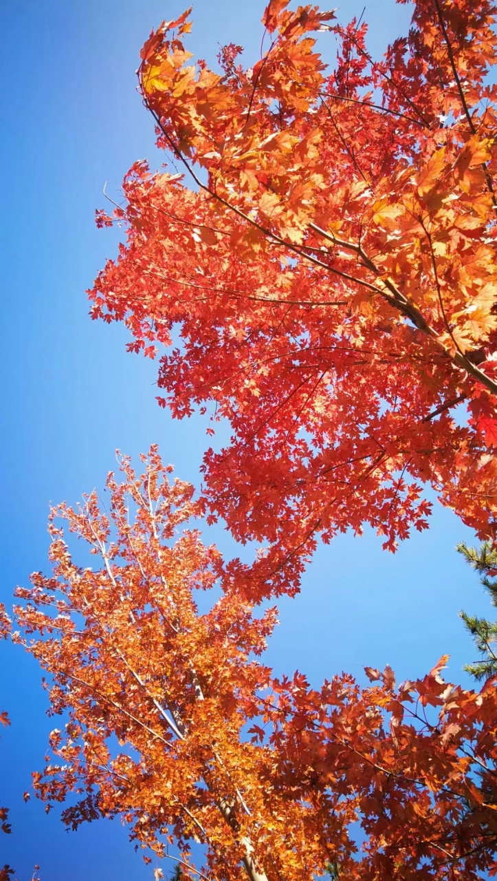 思          秋      吉春初  当炎炎夏日, 酷暑逼人, 烈日灼心, 似乎