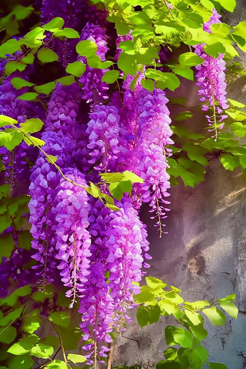 紫藤花墙