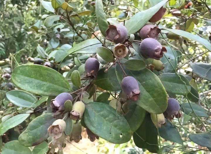 小时候经常放牛摘的.怀念以前,现在都没有得吃咯!