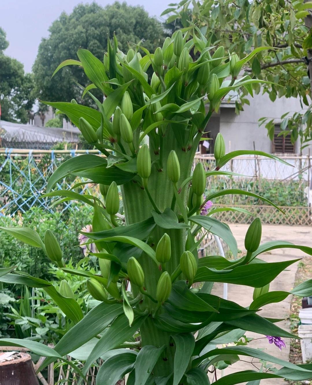 缀化的百合,开花了一定特别美!