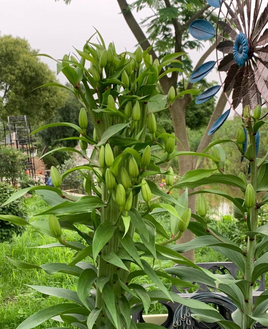 缀化的百合,开花了一定特别美!