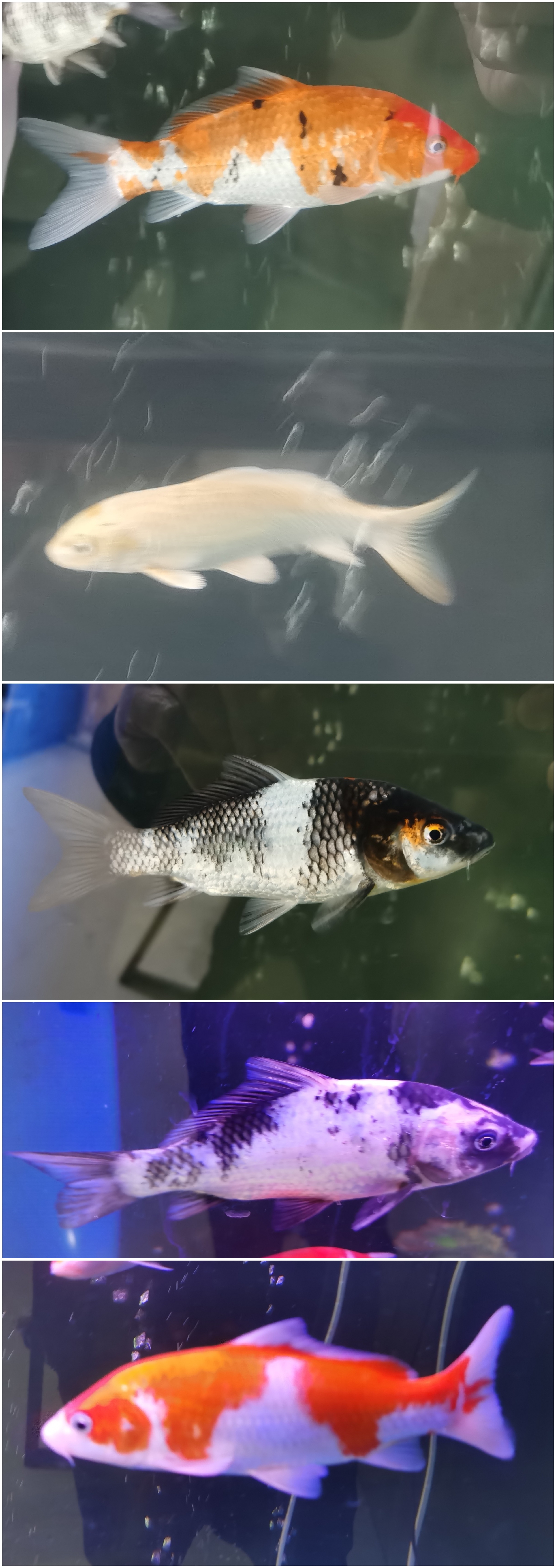 春节前买了鱼缸养锦鲤,在淘宝选了几条锦锂两百多元,大正,黄金,昭和