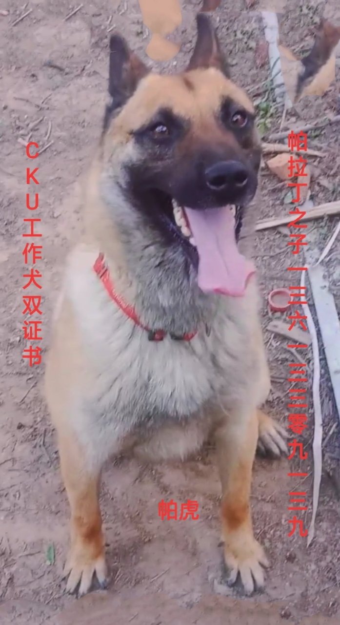 马犬帕拉丁直系