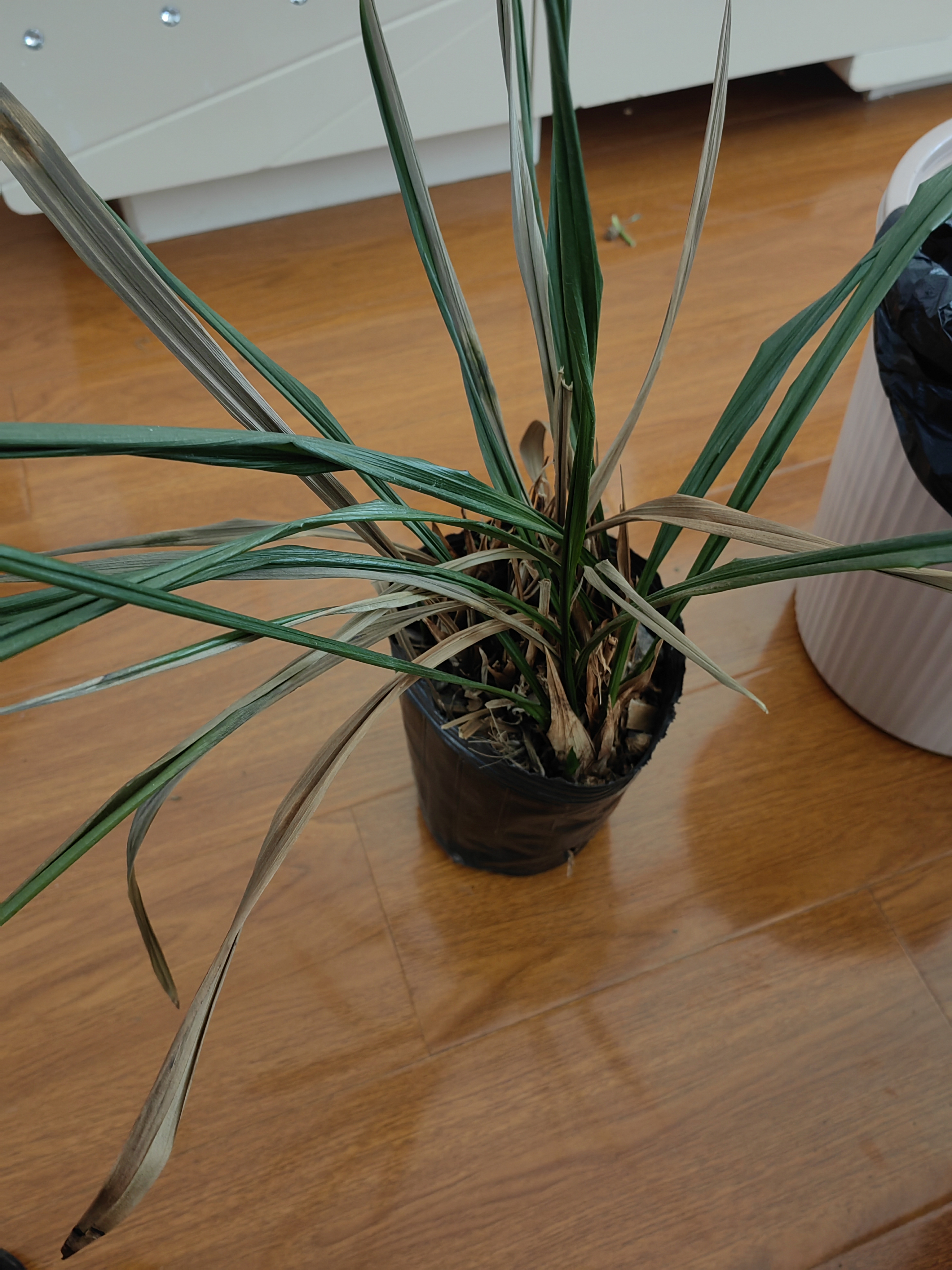 带回来试试,能不能救活,冬天我家的四盆兰花全部冻死了,土还在,也算旧