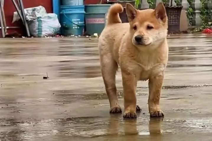 这是我们正宗的中华田园犬,大家要好好珍惜和保护,这种犬非常的忠诚