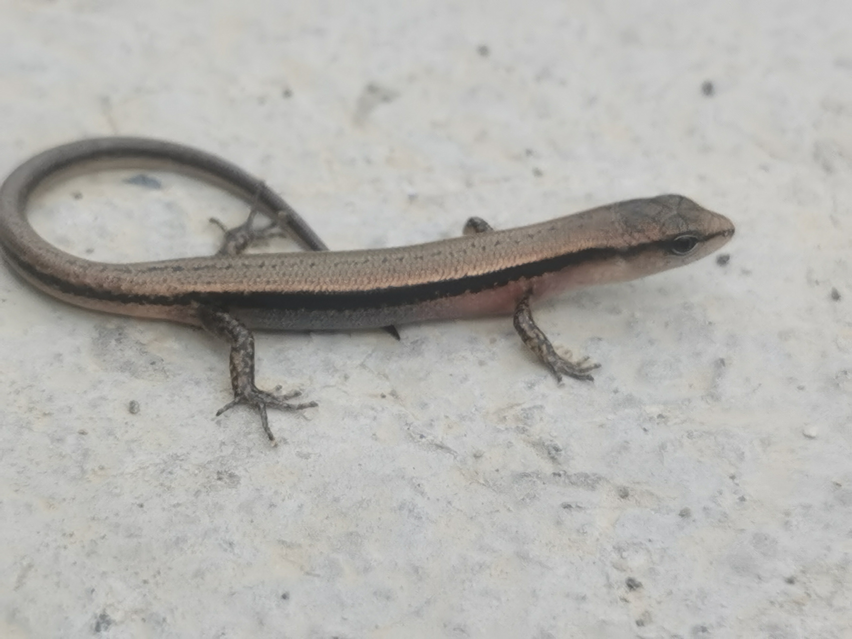 四脚蛇,蛇四脚,两广草丛任逍遥.