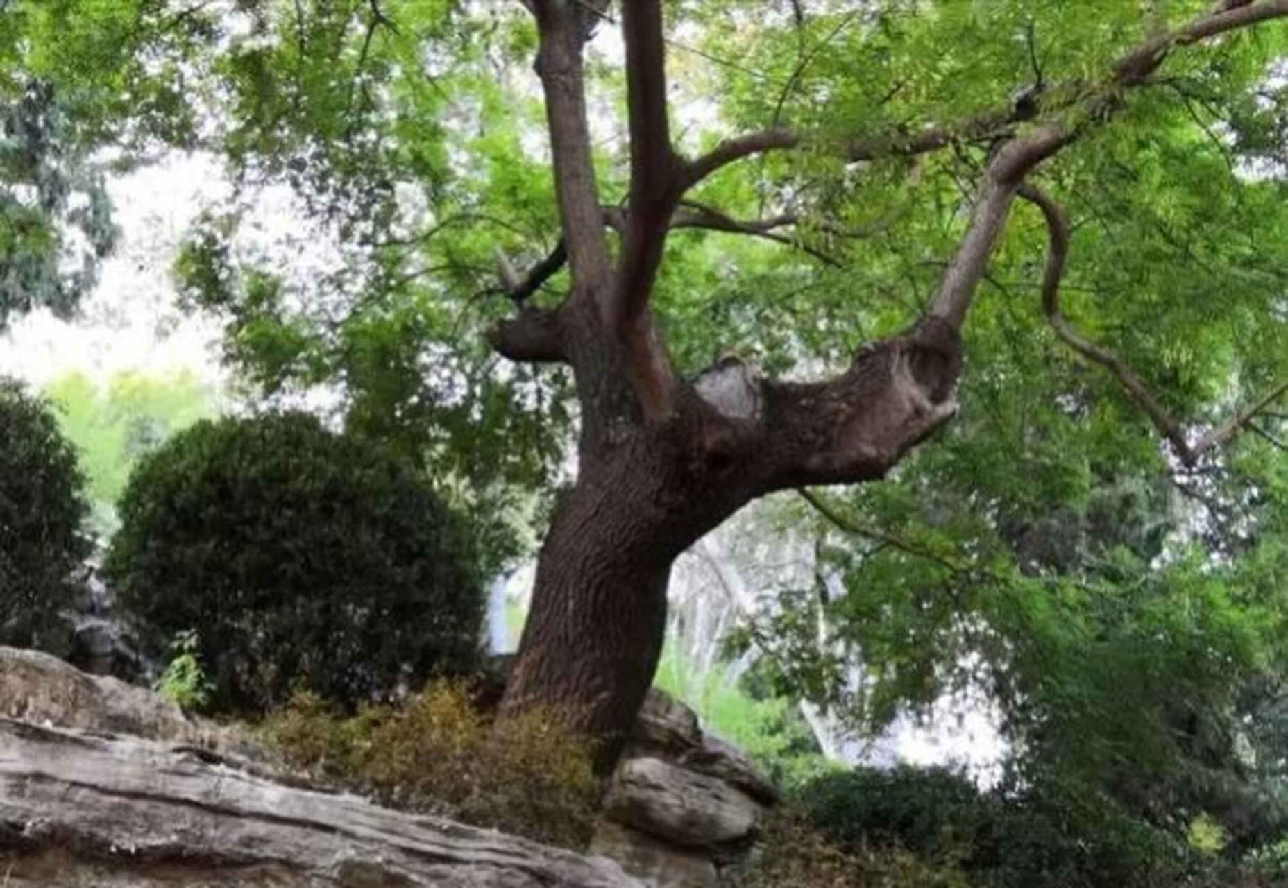 煤山歪脖子树老照片图片