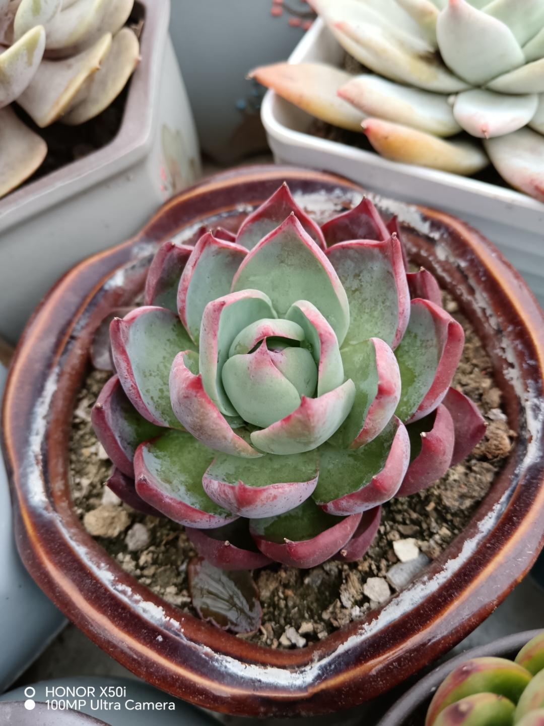 这颗是白眉吗?不同的惊鸿,哪个最漂亮?#多肉联盟