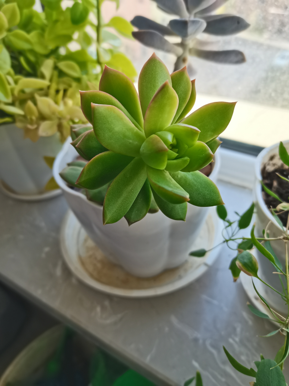 多肉 黄丽叶片爆满,嫩黄色,看起来是我养的最嫩的多肉.