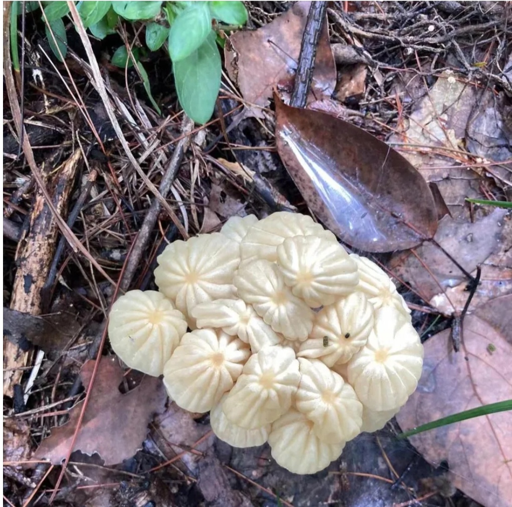 有没有知道这是什么品种的菌类蘑菇?感觉看上去挺不错的!