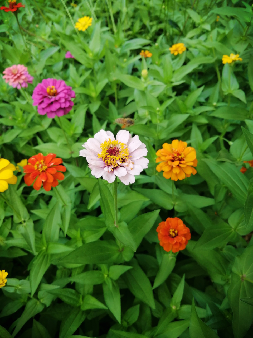 十六字令·咏花 花, 新绽饶繁美若霞. 游人醉, 蝶更舞交加.