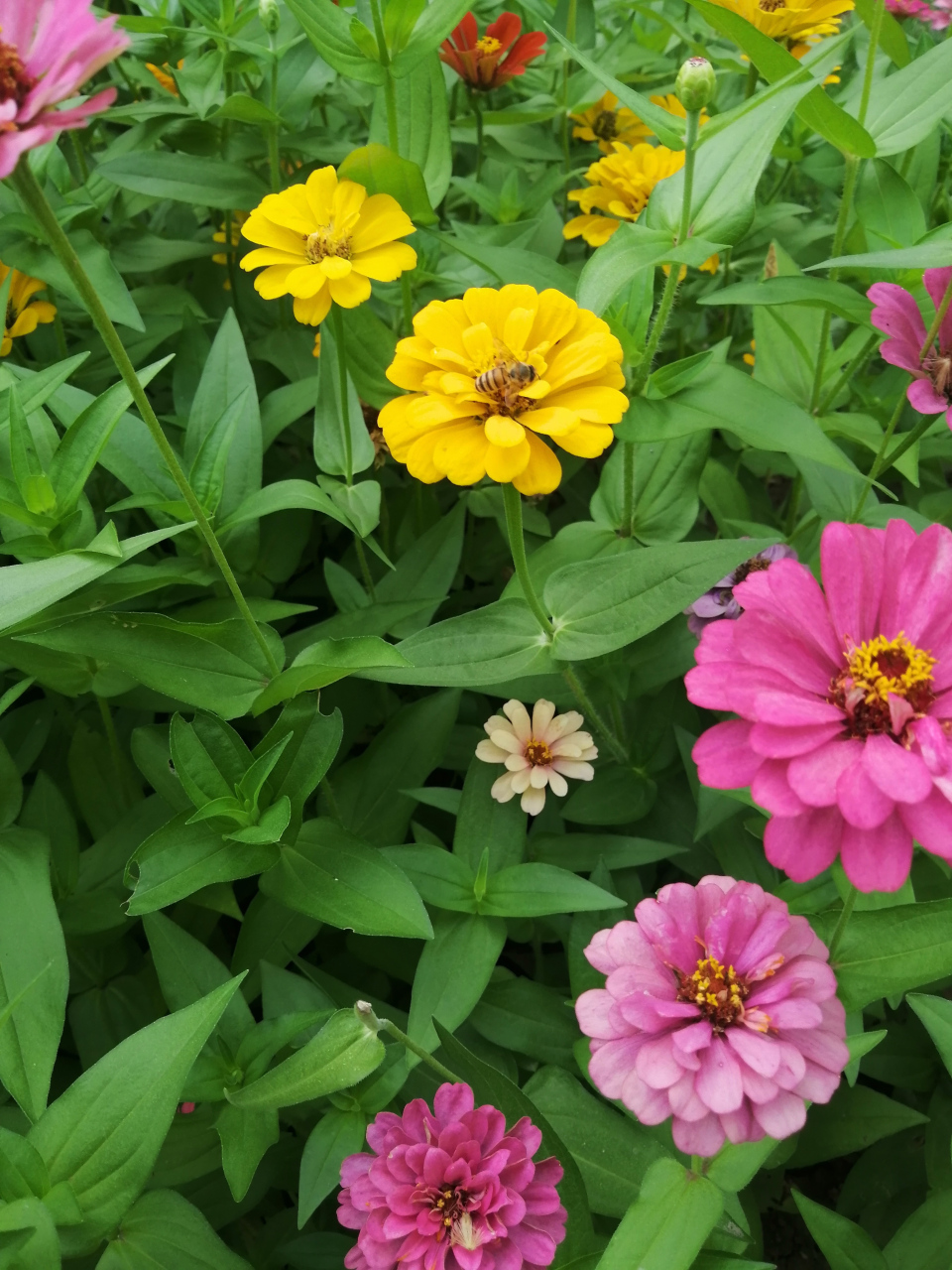 十六字令·咏花 花, 新绽饶繁美若霞. 游人醉, 蝶更舞交加.