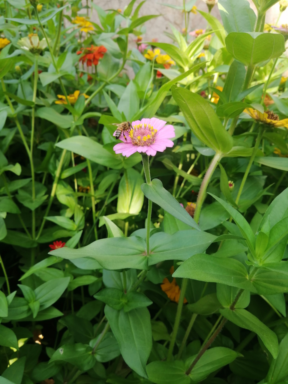 十六字令·咏花 花, 新绽饶繁美若霞. 游人醉, 蝶更舞交加.