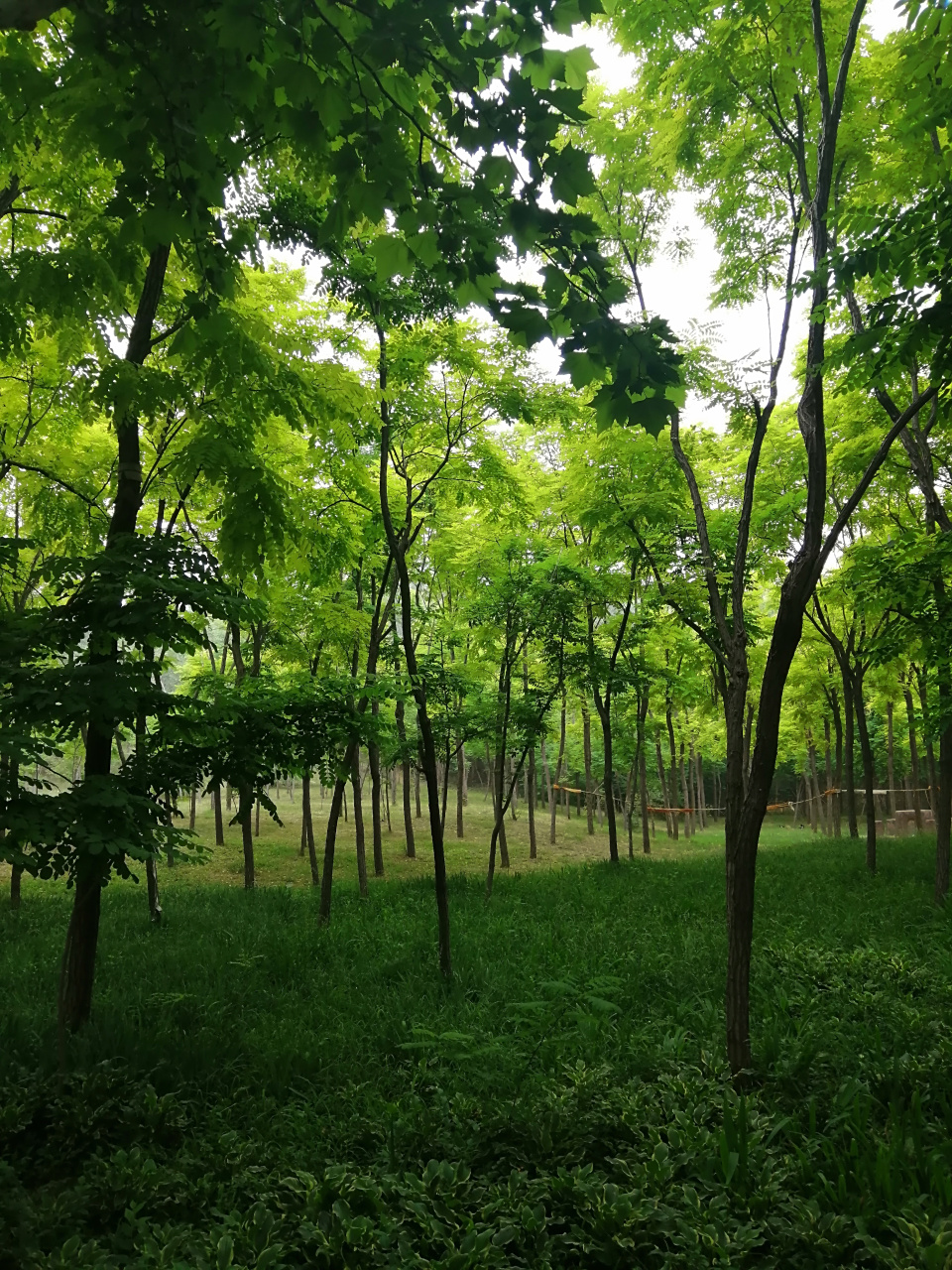 夏日缝山公园 密树浓阴叠翠斜, 林中雨后气清嘉.