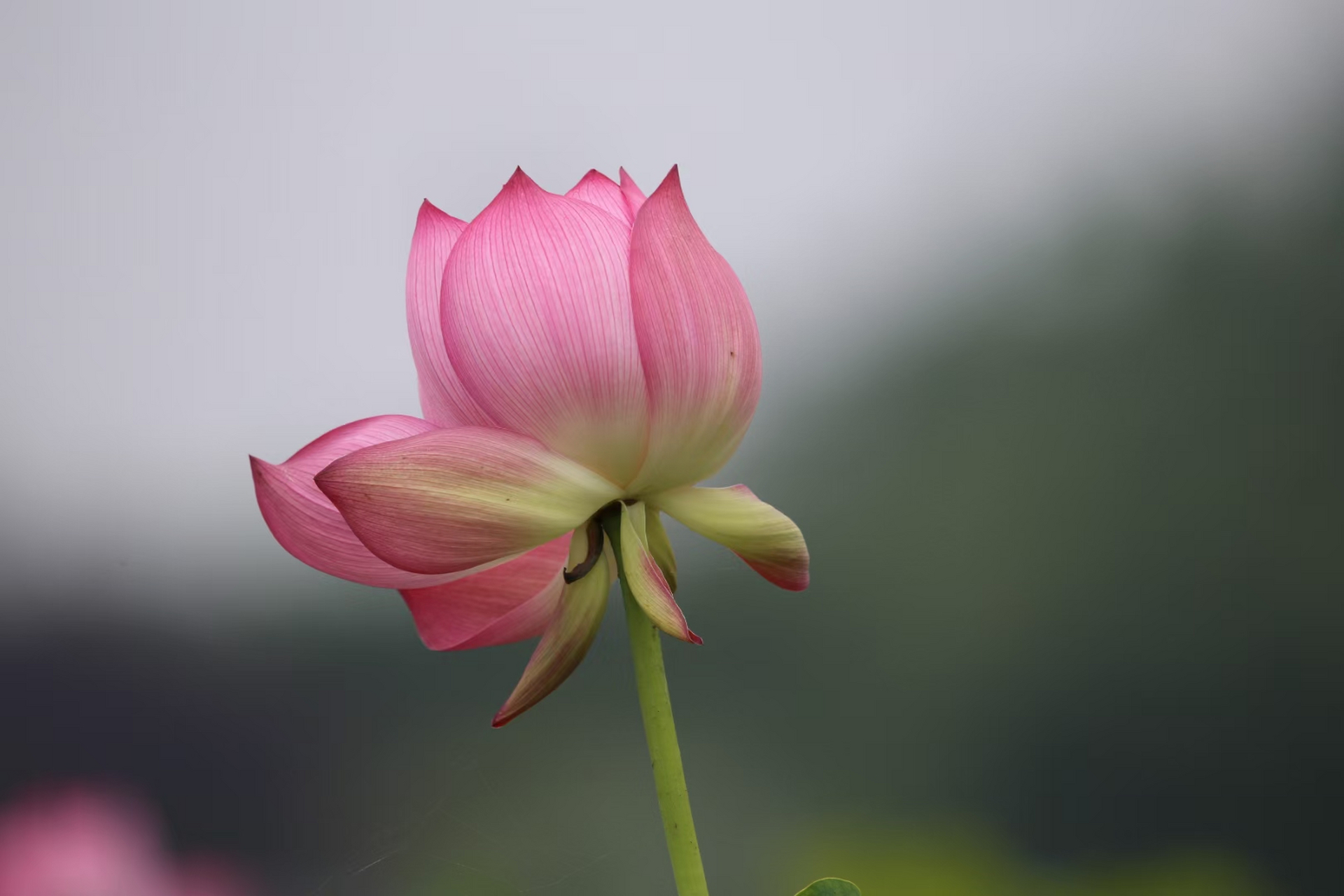 重庆永川十里荷香 第一张图片是并蒂莲荷花,稀罕见到,纯洁无比.