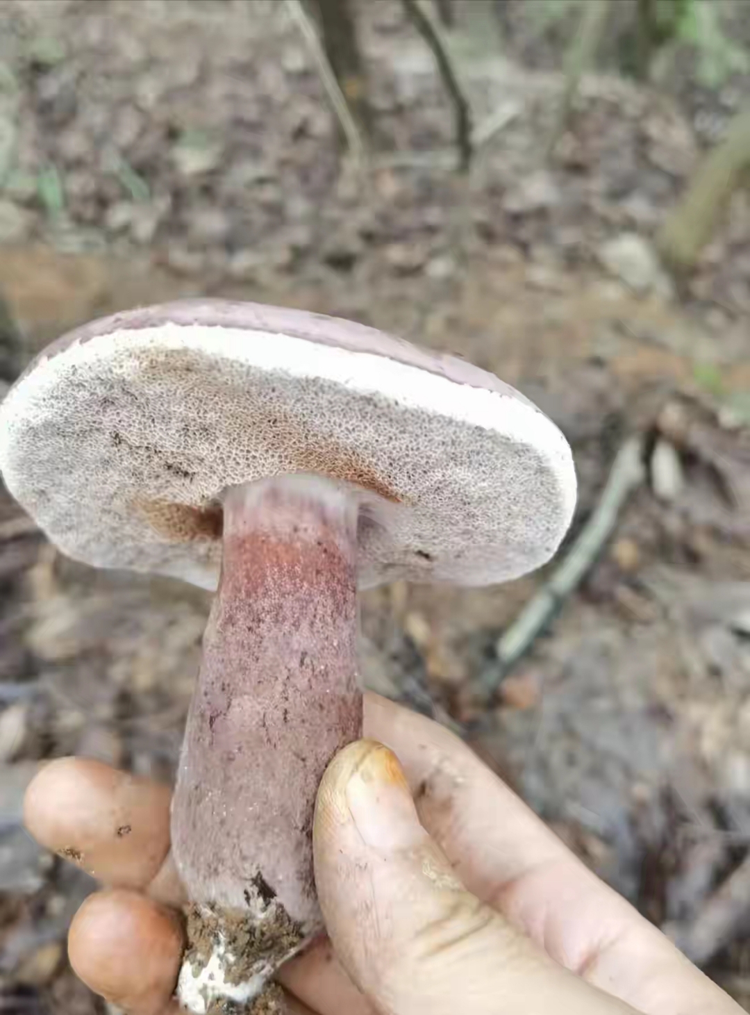 是紫色牛肝菌吗?友友们,这种野生菌能吃吗?会不会躺板板呀?