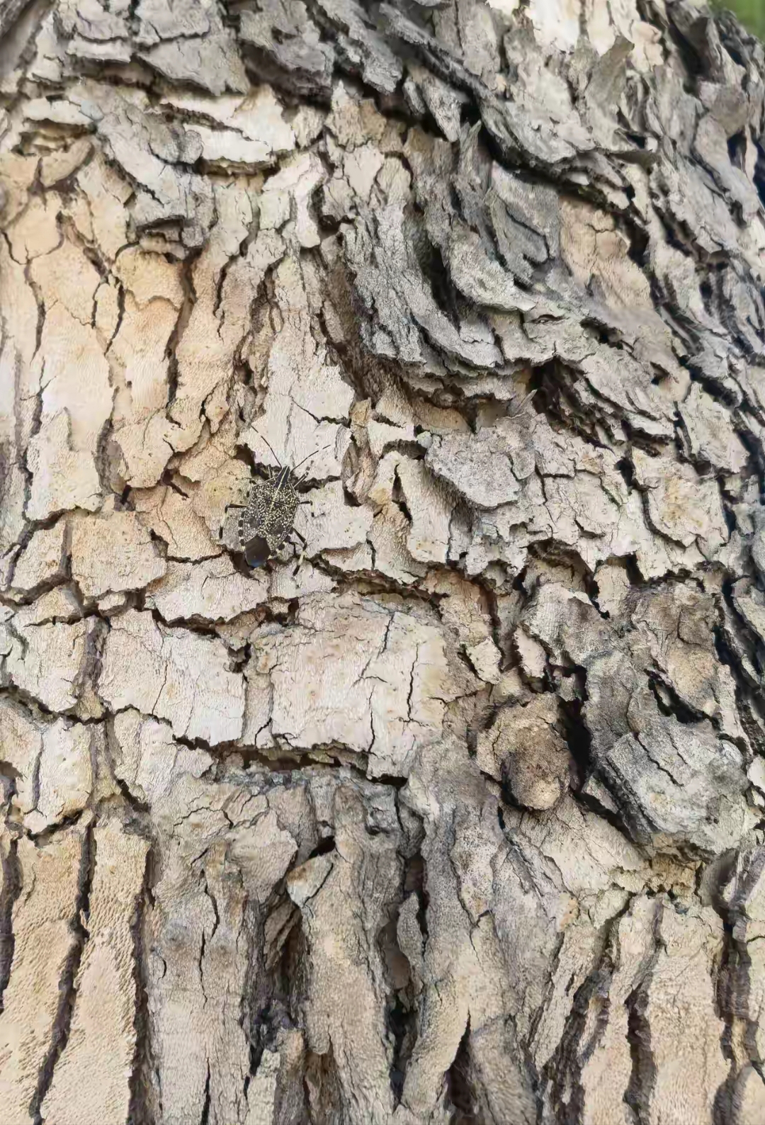 尖尖的脑袋,两根短短的须子,闻起来有股异味.#热点引擎计划