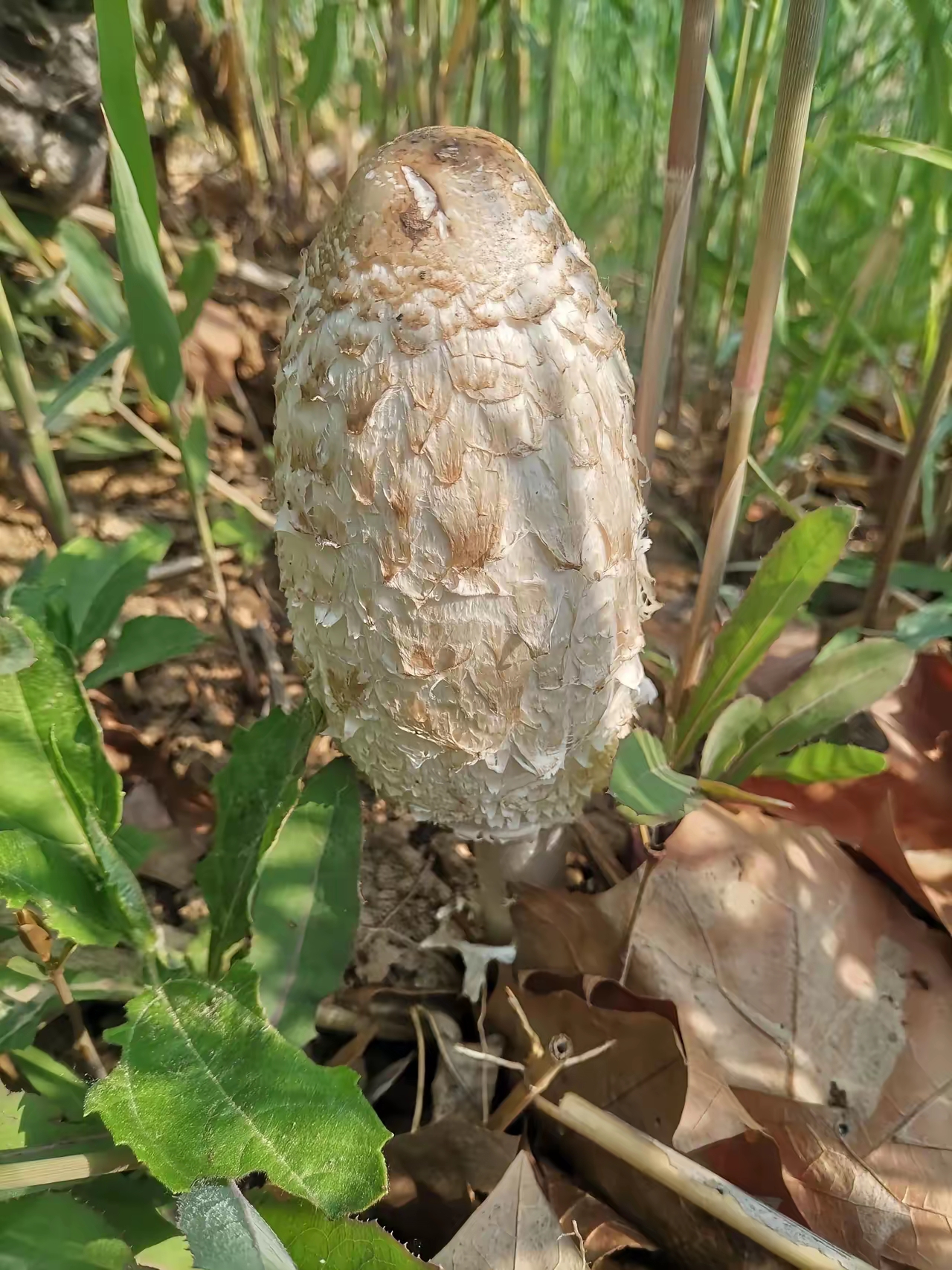 这是我今年第二次发现的,没想到在芦苇地里也有这种蘑菇,难道这种蘑菇