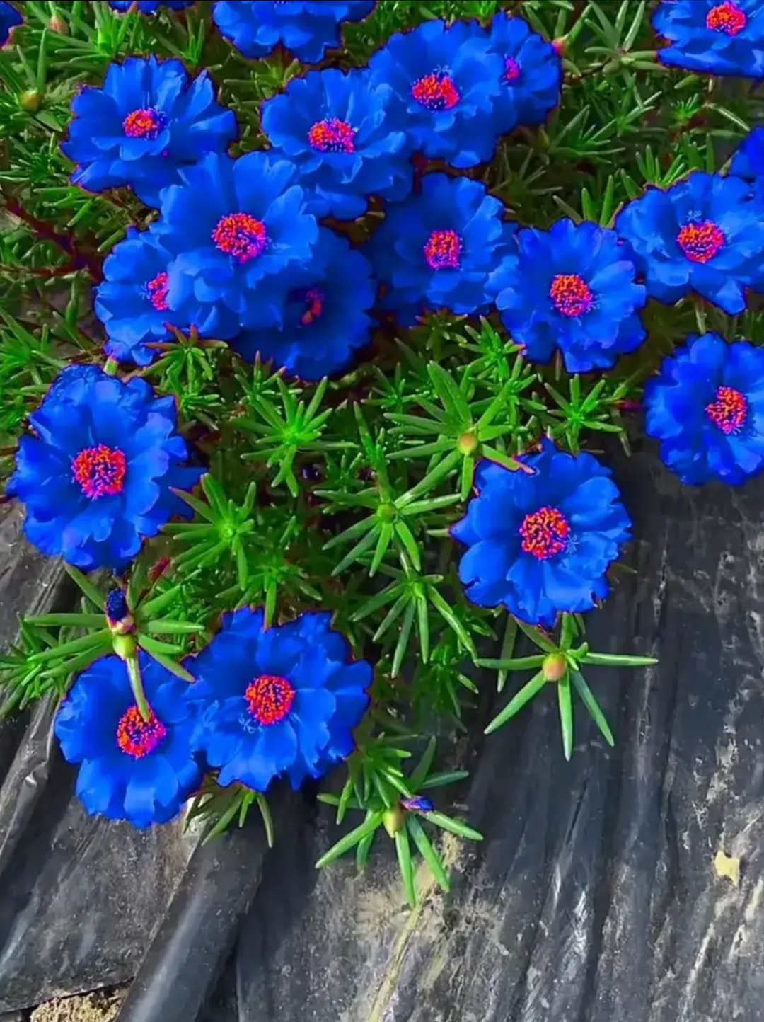 昨天俺去他家串个门儿,瞧见院子里有一片蓝色的太阳花,俺可是头一遭见