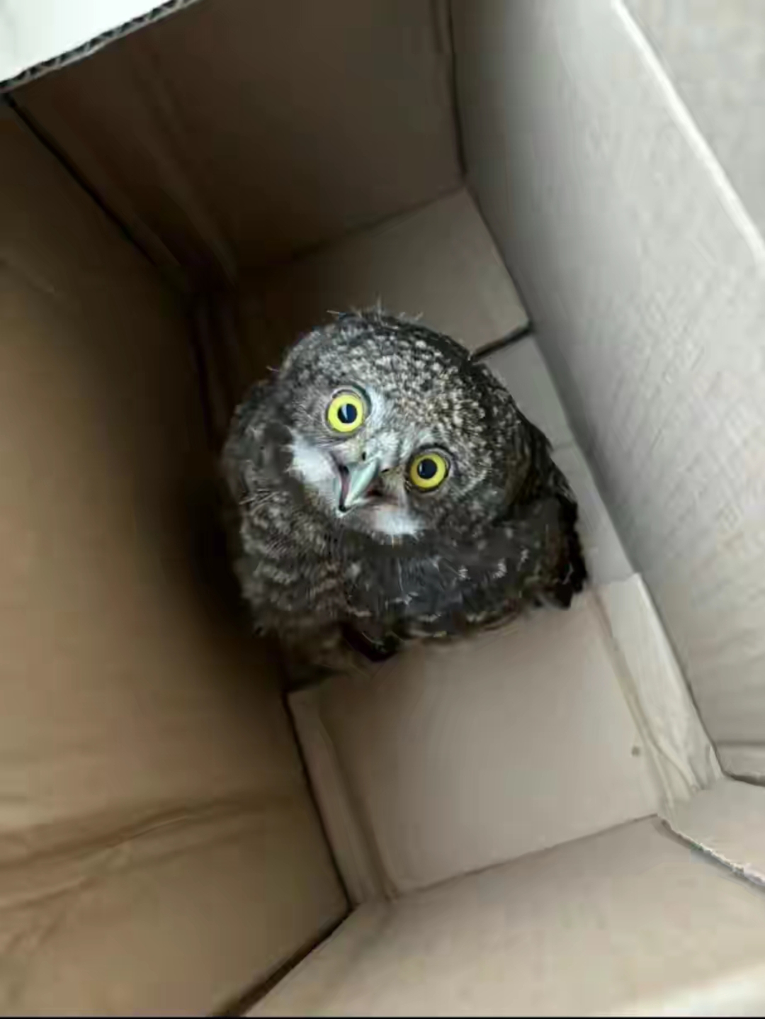 头几年,我在公园墙下捡了一只落地后飞不起来的猫头鹰崽,非常喜欢就拿