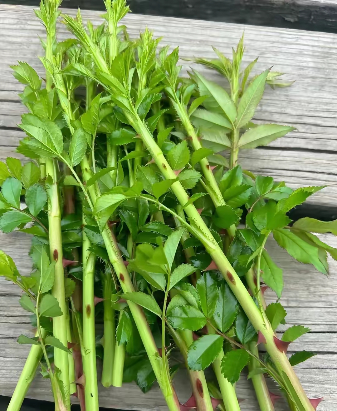 这是什么野菜,能吃吗?