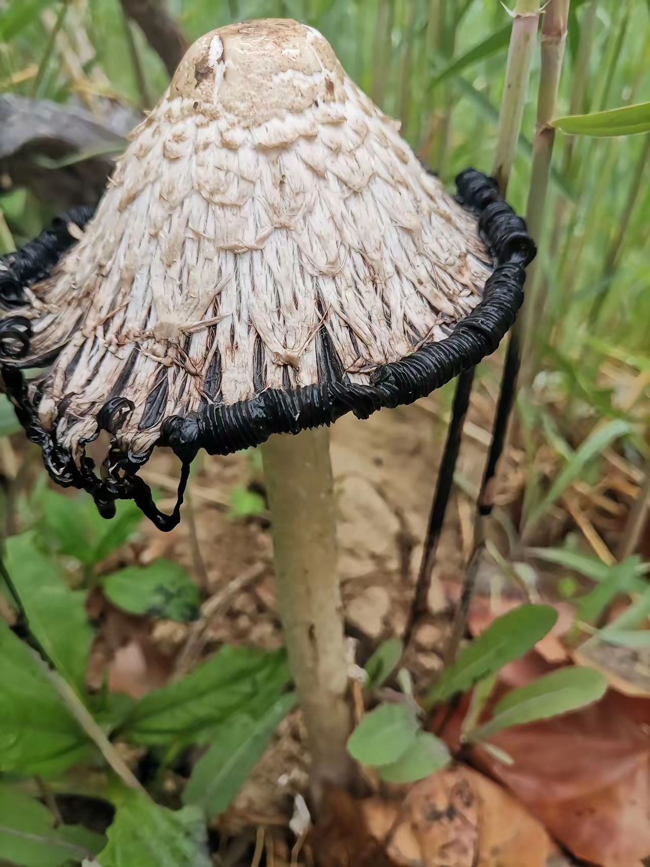 这是我今年第二次发现的,没想到在芦苇地里也有这种蘑菇,难道这种蘑菇