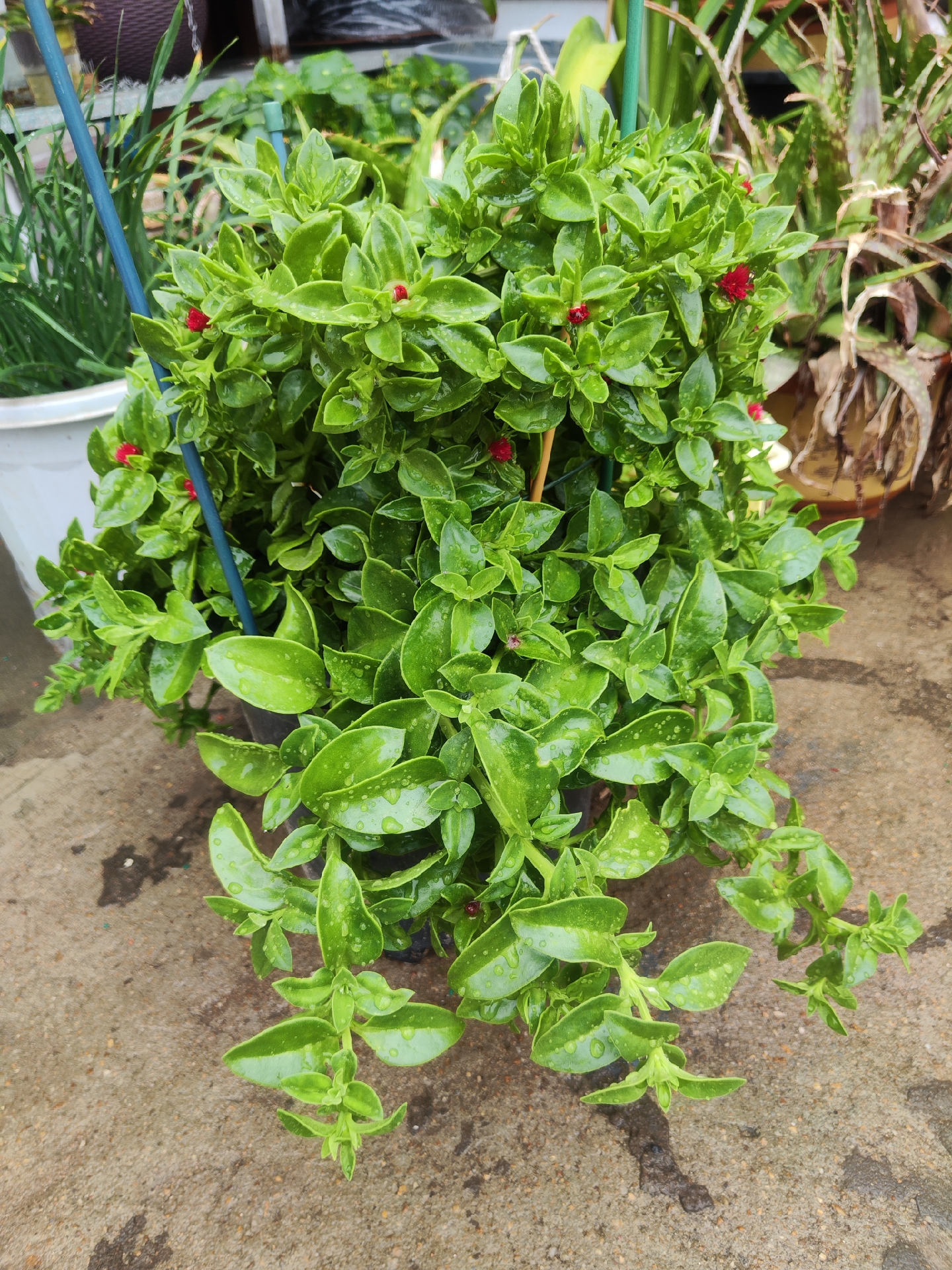 雨后花园图片