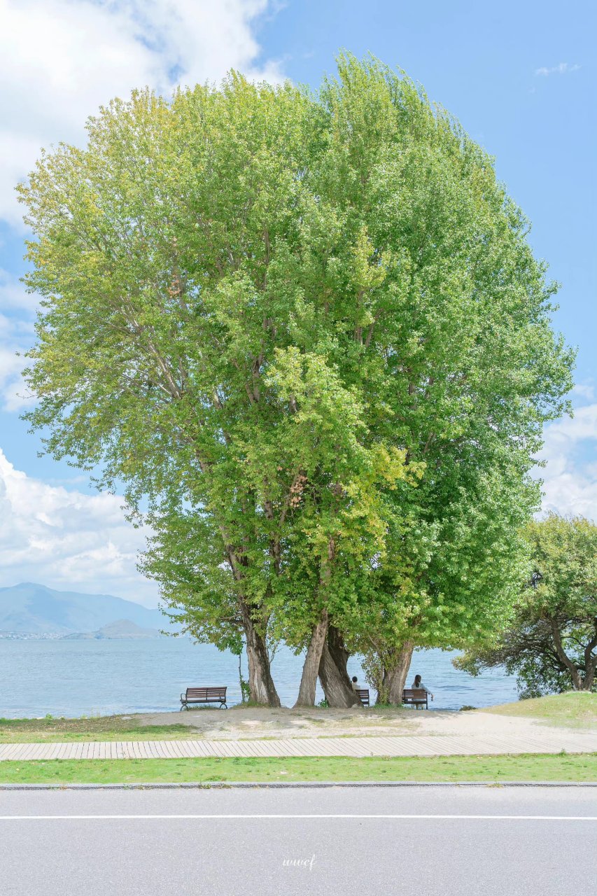 夏天大树的样子图片