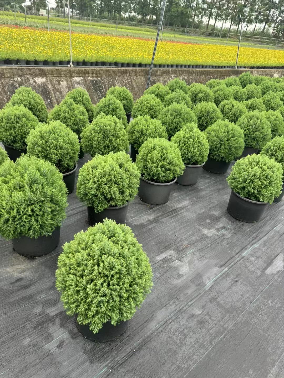 皮球柏,学名chamaecyparis thyoides heatherbun,是一种自然成型