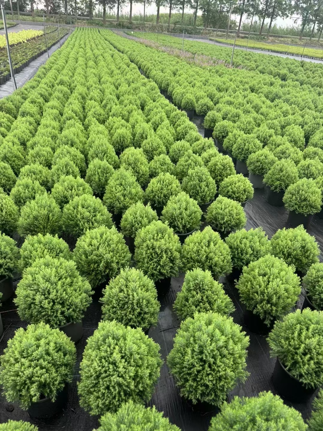 皮球柏,学名chamaecyparis thyoides heatherbun,是一种自然成型