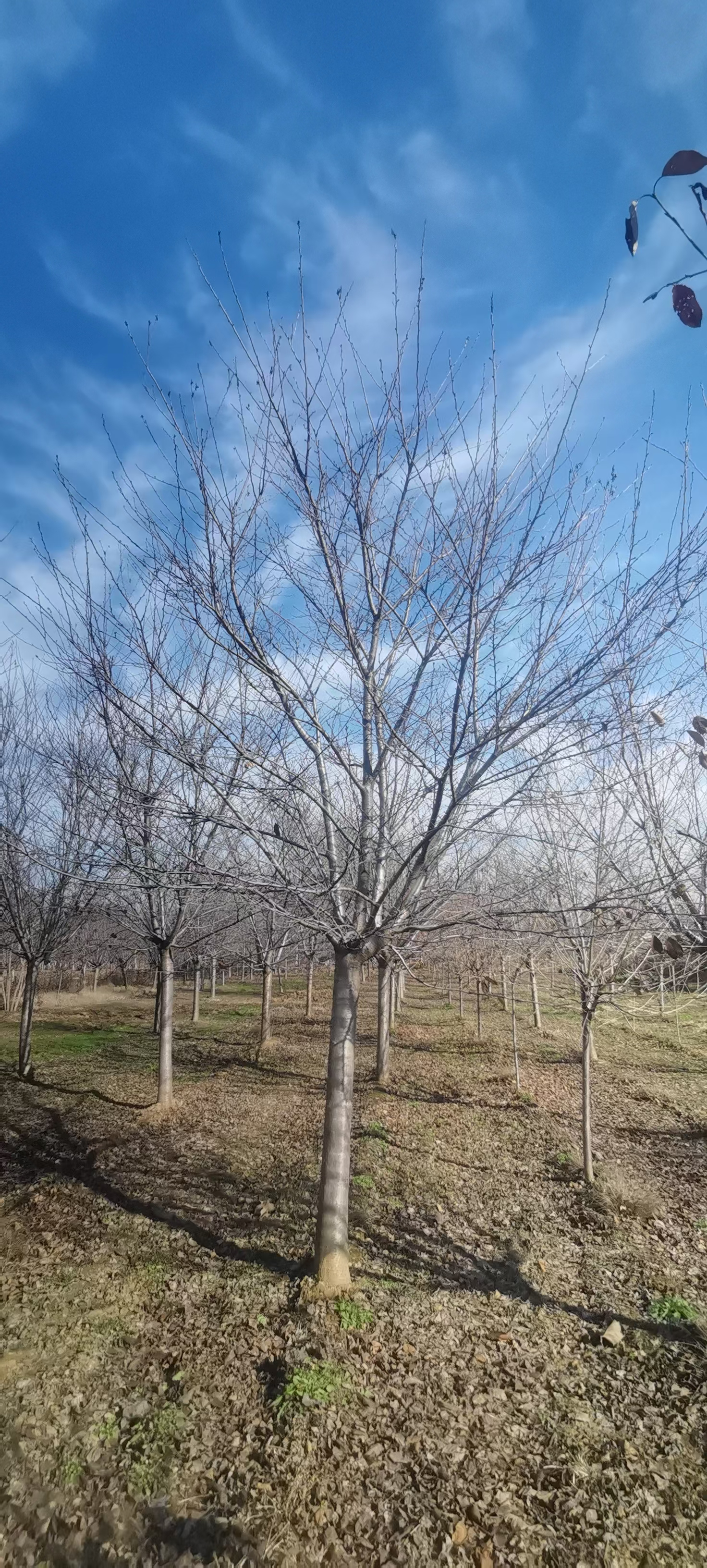 染井吉野樱又名东京樱花,是蔷薇科李属樱亚属的落叶树,为大岛樱和江户