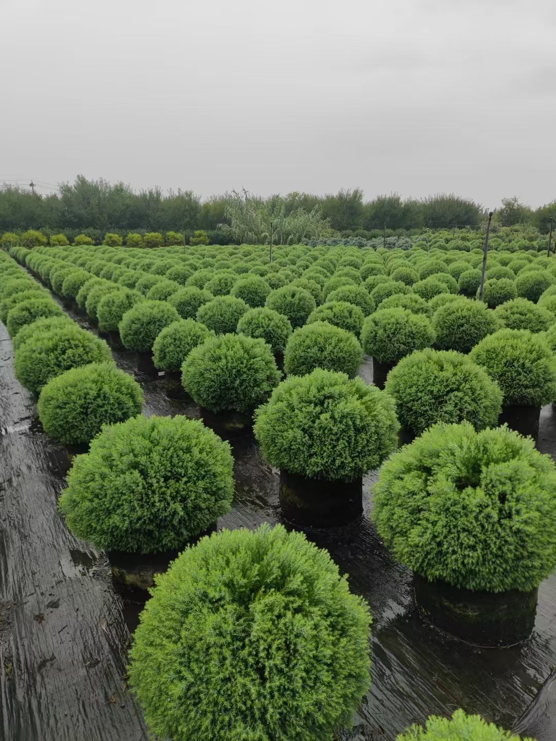 thyoides heatherbun,是一种自然成型,圆润可爱的柏树品种