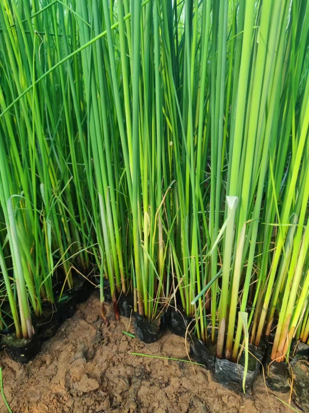 水葱,这种听起来就充满自然气息的植物,其实是一种非常有趣且多用途的