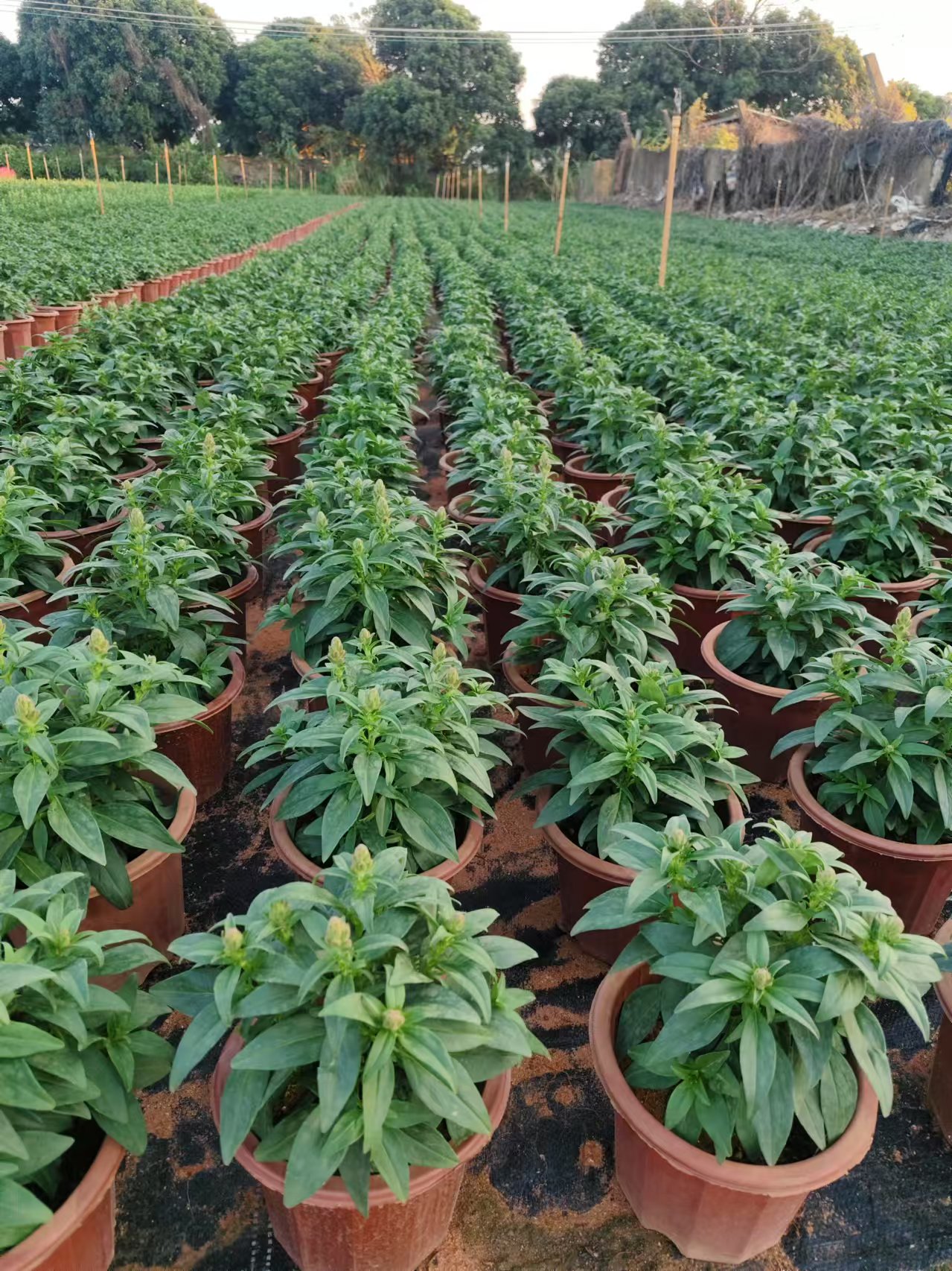 金鱼草是车前科金鱼草属多年生草本植物,常作一,二年生花卉栽培