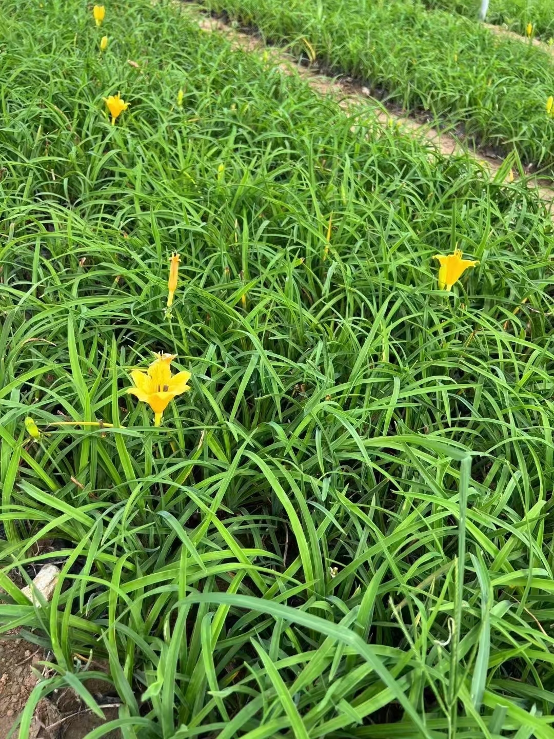 金娃娃萱草花能吃吗图片